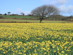 daffodil_fields_5016